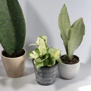 Manjula Pothos Live Plant – Rare White Variegated Indoor Houseplant – 4 inch Pot - Image 7