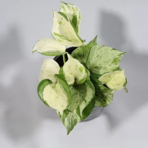 Manjula Pothos Live Plant – Rare White Variegated Indoor Houseplant – 4 inch Pot - Image 8