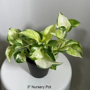 Manjula Pothos Live Plant - Variegated Epipremnum Aureum Indoor Houseplant - Image 3