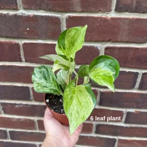 Manjula Pothos Live Plant - Variegated Epipremnum Aureum Indoor Houseplant - Image 5