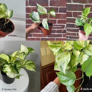 Manjula Pothos Live Plant - Variegated Epipremnum Aureum Indoor Houseplant - Image 6