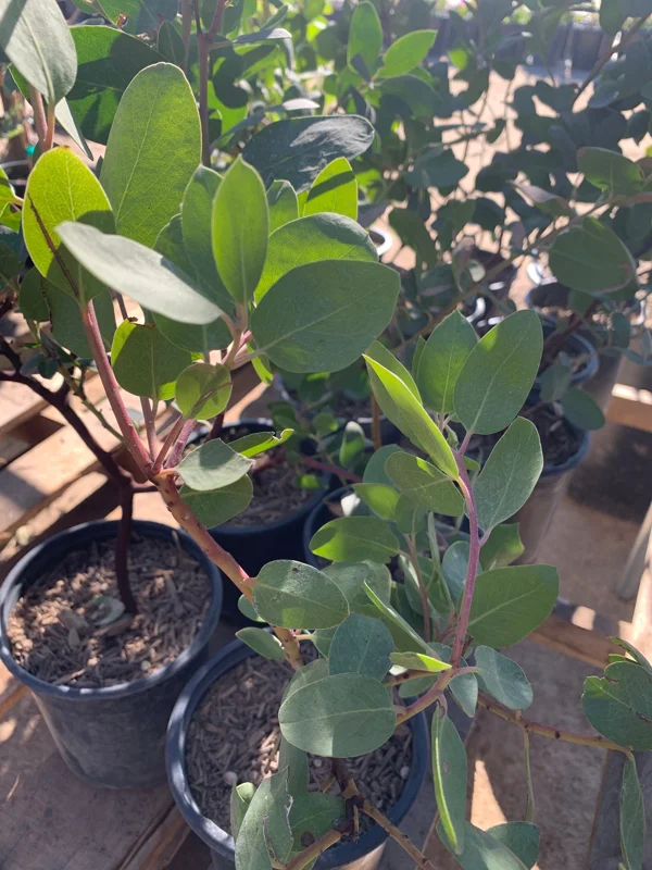 Manzanita Dr. Hurd Live Plant, 1-2 Ft Tall, 1 Gallon Pot, Outdoor Shrub - Image 1