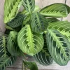 Maranta Lemon Lime Live Plant – 4in Potted Prayer Plant – Indoor Houseplant - Image 1