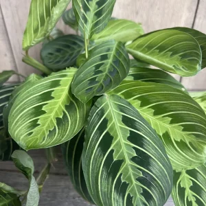 Maranta Lemon Lime Live Plant – 4in Potted Prayer Plant – Indoor Houseplant - Image 2