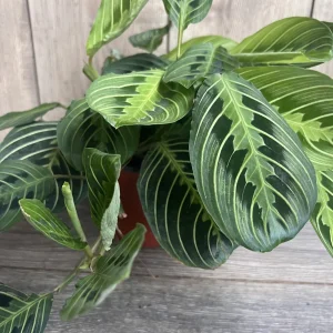 Maranta Lemon Lime Live Plant – 4in Potted Prayer Plant – Indoor Houseplant - Image 4