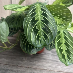Maranta Lemon Lime Live Plant – 4in Potted Prayer Plant – Indoor Houseplant - Image 7