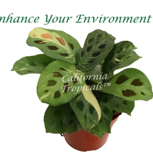 Maranta Leuconeura Kershoveana Variegated Live Plant 4 Inch Pot Indoor - Image 1