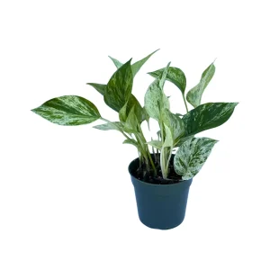 Marble Pothos Live Plant – 3 inch Nursery Pot – Variegated Indoor Houseplant - Image 3