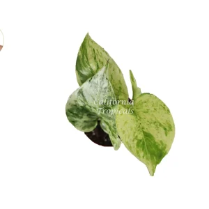 Marble Queen Pothos Live Plant – 2 inch Pot – Indoor Houseplant - Image 2