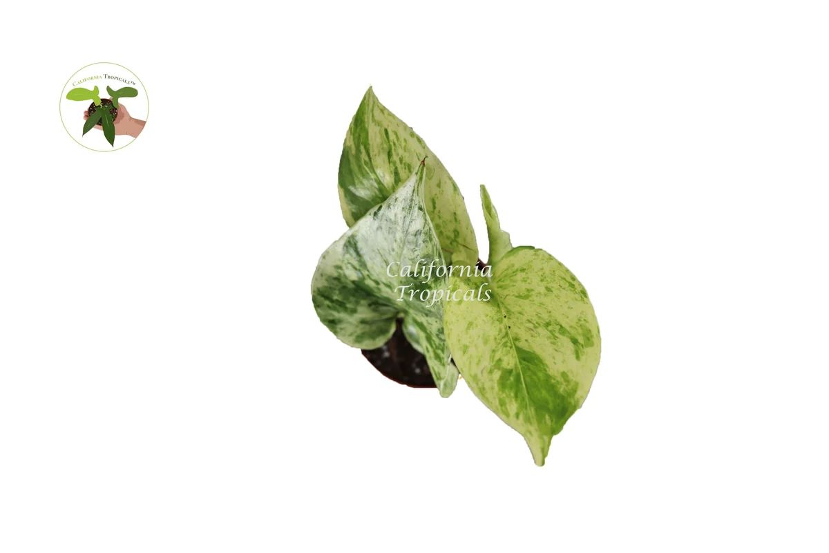 Marble Queen Pothos Live Plant – 2 inch Pot – Indoor Houseplant - Image 2