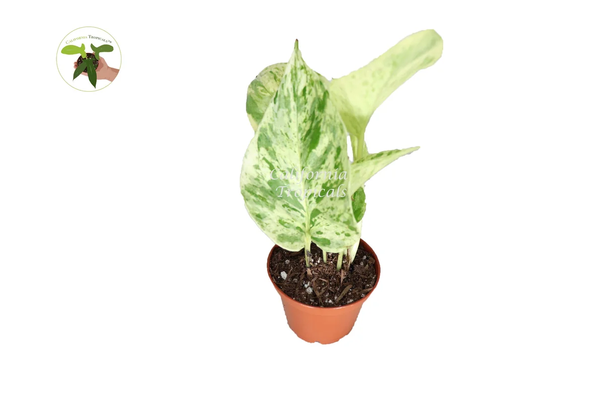 Marble Queen Pothos Live Plant – 2 inch Pot – Indoor Houseplant - Image 1