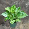 Marble Queen Pothos Live Plant – 4 inch Nursery Pot – Variegated Indoor Houseplant - Image 1
