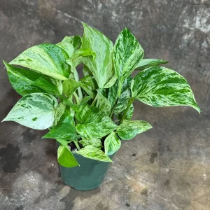 Marble Queen Pothos Live Plant – 4 inch Nursery Pot – Variegated Indoor Houseplant - Image 2