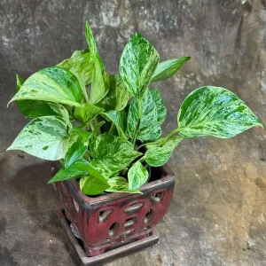 Marble Queen Pothos Live Plant – 4 inch Nursery Pot – Variegated Indoor Houseplant - Image 3