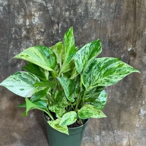 Marble Queen Pothos Live Plant – 4 inch Nursery Pot – Variegated Indoor Houseplant - Image 6