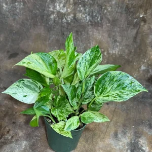 Marble Queen Pothos Live Plant – 4 inch Nursery Pot – Variegated Indoor Houseplant - Image 7