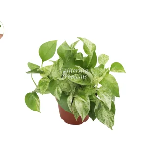 Marble Queen Pothos Live Plant – 6 inch Pot – Indoor Houseplant - Image 1