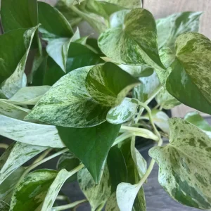 Marble Queen Pothos Live Plant – 6 inch Pot – Indoor Houseplant for Low Light - Image 1