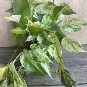 Marble Queen Pothos Live Plant – 6 inch Pot – Indoor Houseplant for Low Light - Image 5