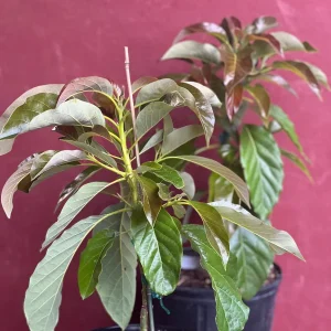 Marcus Pumpkin Avocado Tree - Grafted, Cold Hardy, 3 Gallon Pot - Image 4