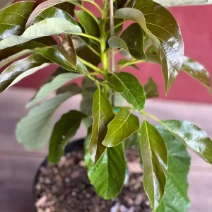 Marcus Pumpkin Avocado Tree - Grafted, Cold Hardy, 3 Gallon Pot - Image 5