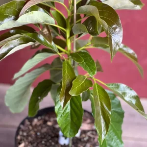 Marcus Pumpkin Avocado Tree - Grafted, Cold Hardy, 3 Gallon Pot - Image 6