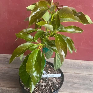 Marcus Pumpkin Avocado Tree - Grafted, Cold Hardy, 3 Gallon Pot - Image 7