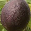 Maria Avocado Tree Live Plant – Grafted – 2 to 4 feet tall – Grow Your Own - Image 1