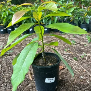 Maria Avocado Tree Live Plant – Grafted – 2 to 4 feet tall – Grow Your Own - Image 2