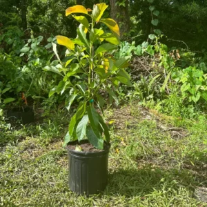 Maria Avocado Tree Live Plant – Grafted – 2 to 4 feet tall – Grow Your Own - Image 3