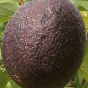 Maria Avocado Tree Live Plant – Grafted – 2 to 4 feet tall – Grow Your Own - Image 1
