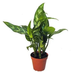 Maria Chinese Evergreen Live Plant - Aglaonema - Low Light - 4 inch Pot - Image 1