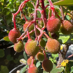 Marina Strawberry Tree Live Plant – 1ft Tall – 6 inch Pot – Outdoor Evergreen - Image 2