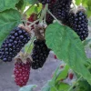 Marionberry Blackberry Live Plant – Potted Fruit Plant – USDA Zones 6-9 - Image 1