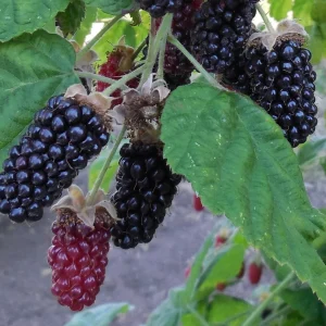 Marionberry Blackberry Live Plant – Potted Fruit Plant – USDA Zones 6-9 - Image 1