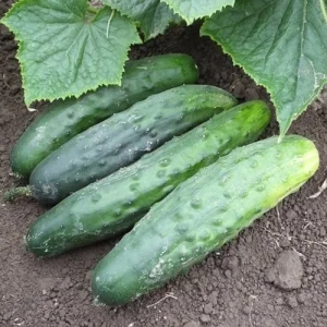Marketmore 76 Cucumber Seeds - Non-GMO Heirloom Vegetable Seeds - Image 3