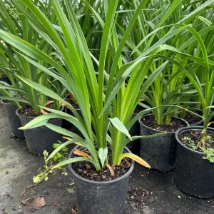 Marquee Moon Daylily Live Plant - 1 Gallon Container - Creamy White Blooms - Image 3