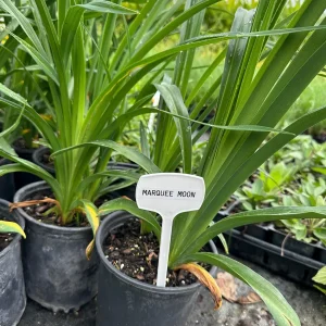 Marquee Moon Daylily Live Plant - 1 Gallon Container - Creamy White Blooms - Image 4