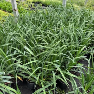 Marquee Moon Daylily Live Plant - 1 Gallon Container - Creamy White Blooms - Image 5
