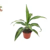 Massangeana Corn Plant - 4" Potted Live Dracaena Fragrans Indoor Plant - Image 1