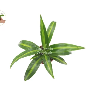 Massangeana Corn Plant - 4