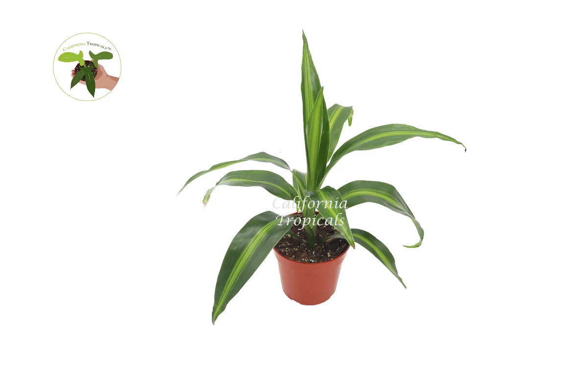 Massangeana Corn Plant - 4" Potted Live Dracaena Fragrans Indoor Plant - Image 1