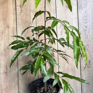 Mast Tree Polyalthia longifolia Live Plant – 3 Gallon Pot – Outdoor Evergreen - Image 10