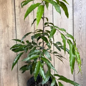 Mast Tree Polyalthia longifolia Live Plant – 3 Gallon Pot – Outdoor Evergreen - Image 2