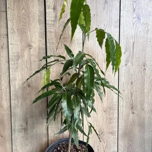 Mast Tree Polyalthia longifolia Live Plant – 3 Gallon Pot – Outdoor Evergreen - Image 5