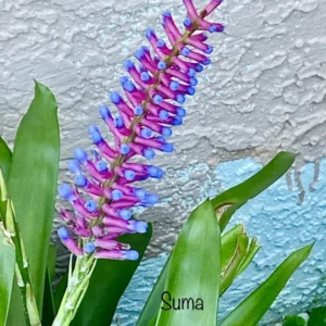 Matchstick Bromeliad Live Plant - Aechmea Gamosepala - Indoor & Outdoor - Image 4