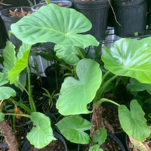 Maui Gold Elephant Ear Plant - Royal Hawaiian Alocasia Live Plant - Image 4