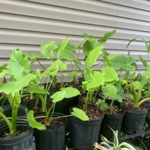 Maui Gold Elephant Ear Plant - Royal Hawaiian Alocasia Live Plant - Image 5