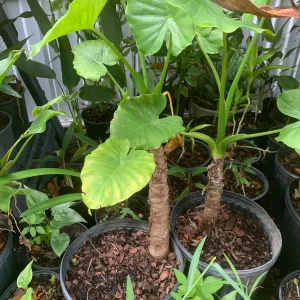 Maui Gold Elephant Ear Plant - Royal Hawaiian Alocasia Live Plant - Image 6