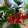 Maui Red Ixora Live Plant – 1ft Tall, 6in Pot, Tropical Shrub - Image 1